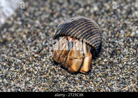 Hermite Pacfici (Coenobita compressus) de la péninsule d'Osa, Costa Rica. Banque D'Images