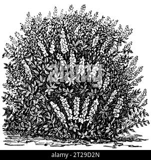 Restauré numériquement à partir de 'The Condensed American Encyclopedia' publié en 1882. Banque D'Images