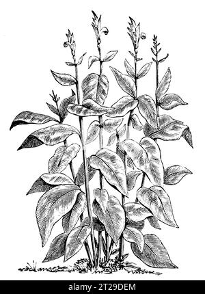 Canna indica, restaurée numériquement à partir de 'The Condensed American Encyclopedia' publiée en 1882. Banque D'Images