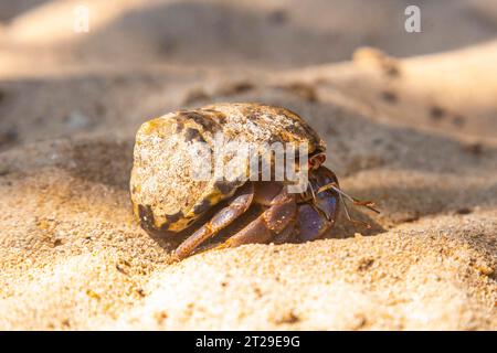 Un escargot de mer sur la plage de Cocalito à Punta de Sal dans la mer des Caraïbes, Tela. Honduras Banque D'Images