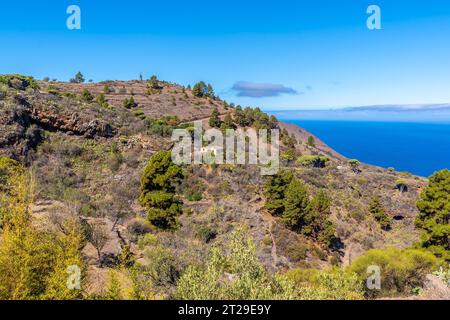 Las tricias Trail et ses magnifiques arbres de dragon dans la ville de Garafia dans le nord de l'île de la Palma, îles Canaries Banque D'Images