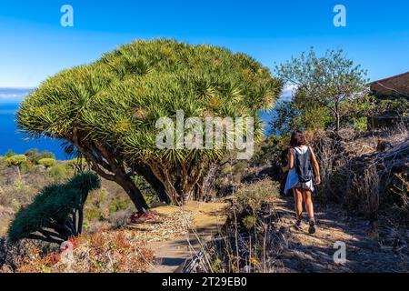 Las tricias Trail et ses magnifiques arbres de dragon dans la ville de Garafia dans le nord de l'île de la Palma, îles Canaries Banque D'Images