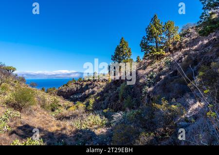 Las tricias Trail et ses magnifiques arbres de dragon dans la ville de Garafia dans le nord de l'île de la Palma, îles Canaries Banque D'Images