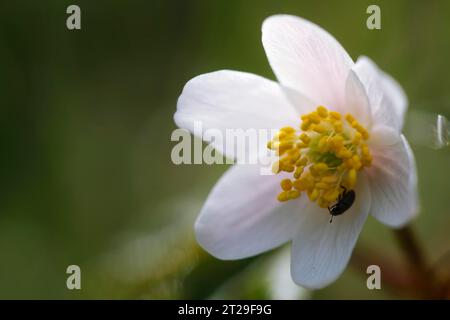 Anémone des Bois (Anemonoides nemorosa) (Syn. Anémone nemorosa), Anémone, Parc national de Mueritz, Mecklembourg-Poméranie occidentale, Allemagne Banque D'Images