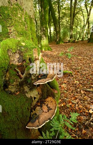 Champignon du support d'artiste : Ganoderma applanatum. Surrey, Royaume-Uni Banque D'Images