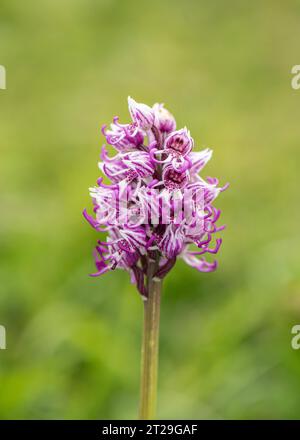 L'Orchidée singe : Orchis simia. Kent, UK. Banque D'Images