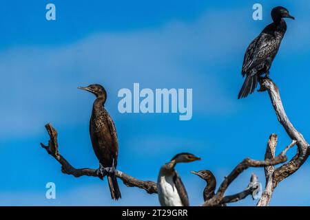 Petit cormoran noir (Phalacrocorax sulcirostris) Banque D'Images