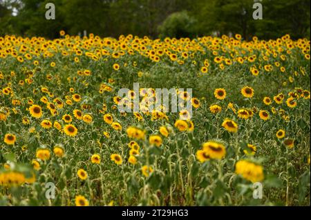 Champ de tournesols en été du Karnataka, Inde Banque D'Images