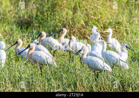 Spatule royale (Platalea regia) également connue sous le nom de spatule à bec noir, groupe, pêche, Banque D'Images