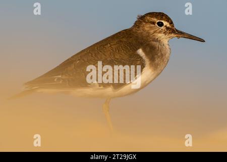 Vue de côté de l'adorable oiseau sauvage commun Sandpiper avec des plumes brunes debout sur la surface du sol sur fond flou dans la nature Banque D'Images