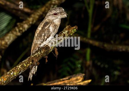 La mouche papoue (Podargus papuensis) est une espèce d'oiseau de la famille des Podargidae, perchée sur une branche la nuit Banque D'Images
