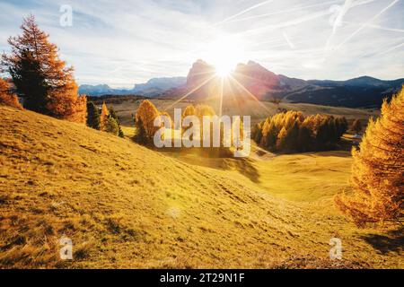 Image magique de mélèze sur les pentes des collines lumineuses. Scène magnifique. Emplacement place Dolomiti alpes, Compacio, Seiser Alm ou Alpe di Siusi, Bolzano pro Banque D'Images