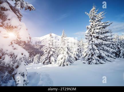 Image magique d'épicéas lumineux par la lumière du soleil. Journée glaciale, magnifique scène hivernale. Emplacement lieu Parc national des Carpates, Ukraine, Europe. Climat chang Banque D'Images