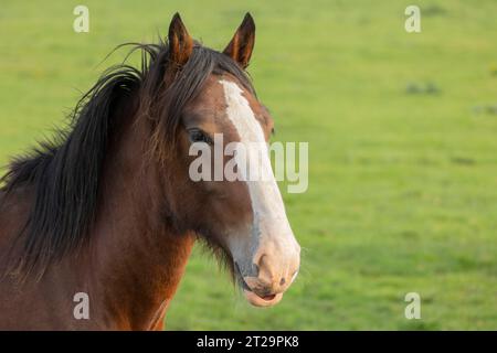 Portrait de beau cheval rouge en été Banque D'Images