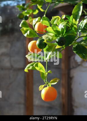 Fruit orange suspendu à la branche d'un citronnier en pot dans une ancienne serre ou orangerie en Grande-Bretagne en automne, éclairé par un puits de lumière du soleil Banque D'Images