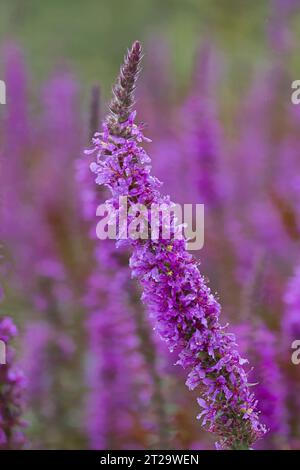 Purple Loosestrife (Lythrum salicaria) Norfolk juillet 2023 empilé Banque D'Images