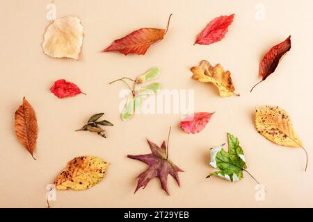 Disposition automnale faite de feuilles colorées sur fond beige. Automne, automne, Thanksgiving Day concept. Vue de dessus, pose à plat. Banque D'Images