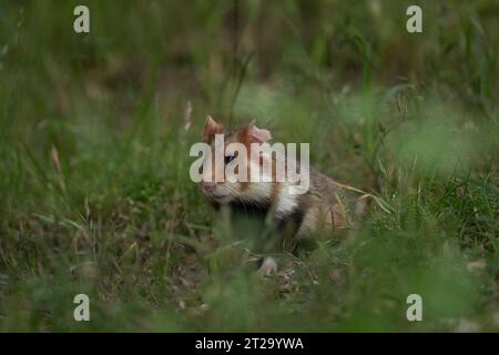 Le hamster européen se cache dans l'herbe. Les hamsters rares recherchent de la nourriture. Rongeur orange et blanc en Europe. Faune pendant l'été. Banque D'Images