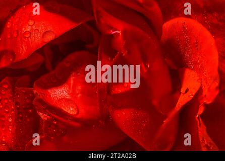 gros plan d'un bourgeon de rose rouge avec des gouttelettes d'eau Banque D'Images