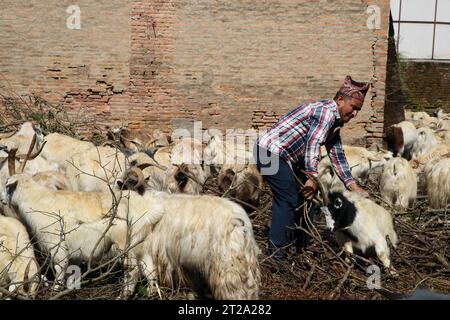 Katmandou, Népal. 18 octobre 2023. Le 18 octobre 2023, à Katmandou, Népal. Un homme traîne une chèvre de montagne pour la peser avant de la vendre à la bourse pendant le festival « Dashain ». A l’occasion du festival « Dashain », les Népalais effectuent une cérémonie sacrificielle en offrande. (Photo de Abhishek Maharjan/Sipa USA) crédit : SIPA USA/Alamy Live News Banque D'Images