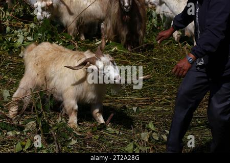 Katmandou, Népal. 18 octobre 2023. Le 18 octobre 2023, à Katmandou, Népal. Un homme traîne une chèvre de montagne après l’avoir achetée à la bourse pendant le festival « Dashain ». A l’occasion du festival « Dashain », les Népalais effectuent une cérémonie sacrificielle en offrande. (Photo de Abhishek Maharjan/Sipa USA) crédit : SIPA USA/Alamy Live News Banque D'Images