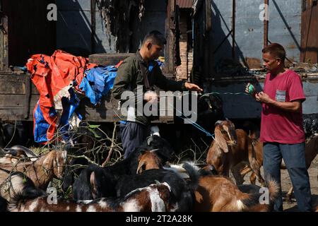 Katmandou, Népal. 18 octobre 2023. Le 18 octobre 2023, à Katmandou, Népal. Les gens choisissent des chèvres au marché des stocks vivants pendant le festival « Dashain ». A l’occasion du festival « Dashain », les Népalais effectuent une cérémonie sacrificielle en offrande. (Photo de Abhishek Maharjan/Sipa USA) crédit : SIPA USA/Alamy Live News Banque D'Images