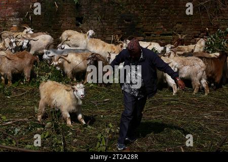 Katmandou, Népal. 18 octobre 2023. Le 18 octobre 2023, à Katmandou, Népal. Un homme traîne une chèvre de montagne après l’avoir achetée à la bourse pendant le festival « Dashain ». A l’occasion du festival « Dashain », les Népalais effectuent une cérémonie sacrificielle en offrande. (Photo de Abhishek Maharjan/Sipa USA) crédit : SIPA USA/Alamy Live News Banque D'Images