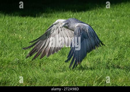 Un aigle bleu chilien, Geranoaetus melanoleucus. Il est également connu sous le nom d'aigle-buzzard-chested noir. il est capturé ici en vol Banque D'Images