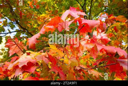 La saison des belles feuilles d'automne. Feuilles d'érable rouge vif sur une branche avec un fond flou Banque D'Images