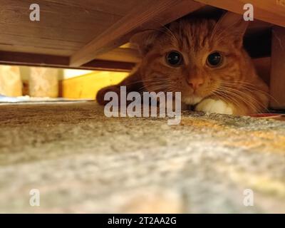 Adorable chaton au gingembre se cachant sous une armoire avec espace de copie. Concept de chaton adorable, mignon, timide et caché. Petit chat effrayé de sortir de sous le lit Banque D'Images