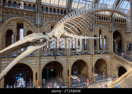 Squelette de baleine bleue suspendu au centre du hall d'entrée du Natural History Museum de Londres. 10 octobre, Londres Royaume-Uni Banque D'Images