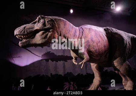 Modèle animatronique d'un dinosaure Tyrannosaurus Rex au Natural History Museum le 10 octobre 2023 à Londres, Royaume-Uni Banque D'Images