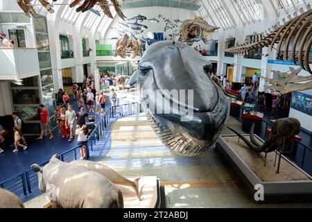 Réplique de baleine bleue entourée de squelettes de mammifères, le 10 octobre 2023 à Londres, Royaume-Uni Banque D'Images