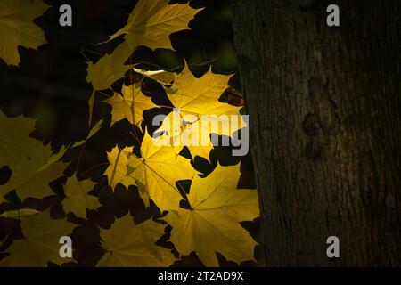 Feuilles d'érable jaunes rétroéclairées par le soleil à côté d'un tronc d'arbre, automne octobre jour Banque D'Images
