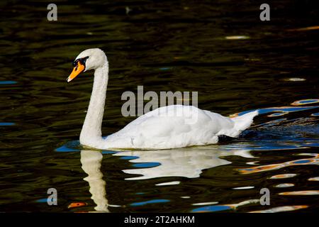 Image d'un beau cygne blanc nageant sur l'eau Banque D'Images