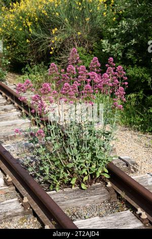 Red Valerian, Centranthus ruber, alias Spur Valerian, Kiss-Me-Quick, Fox's Brush, Devil's Beard ou Jupiter's Beard poussant sur une voie ferrée abandonnée Banque D'Images