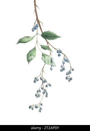 Aquarelle mahonia aquifolium avec des baies et des feuilles sur une branche. Illustration de houx de raisin oregon sur fond blanc. Banque D'Images