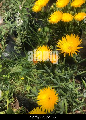 lampranthus multiradiatus. rayons de soleil fleurissant dans le jardin Banque D'Images