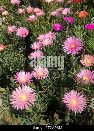 lampranthus multiradiatus. rayons de soleil fleurissant dans le jardin Banque D'Images