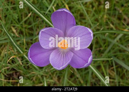 Fleur de crocus violet avec anthères orange contrastées provenant d'un corme poussant dans une pelouse de jardin, veinage violet sur les 2 cornes de tépales, Berkshire, mars Banque D'Images