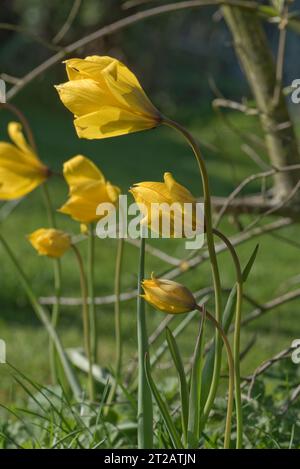 Tulipes jaunes sauvages ou boisées (Tulipa sylvestris) fleurs simples sur chaque tige sur bulbes de jardin, Berkshire, avril Banque D'Images