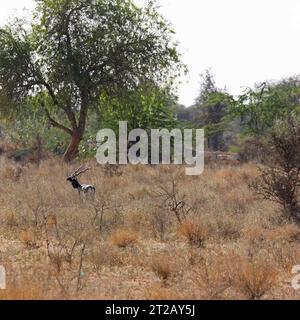 Un mâle Blackbuck Antelope ( Antelope cervicapra ), originaire de l'Inde et donc connu sous le nom d'Antelope indienne, dans la nature sauvage du Rajasthan Banque D'Images