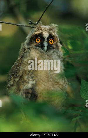 un bébé hibou assis sur une branche d'arbre un soir d'été Banque D'Images