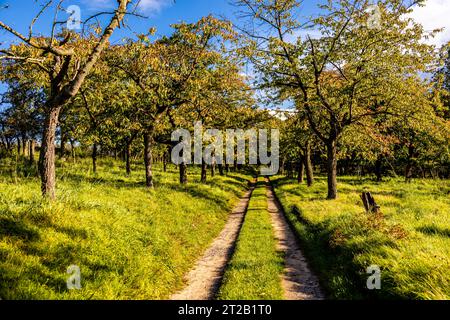 Randonnée automnale dans le parc naturel Hohe Schrecke à Kyffhäuser - Thuringe - Allemagne Banque D'Images