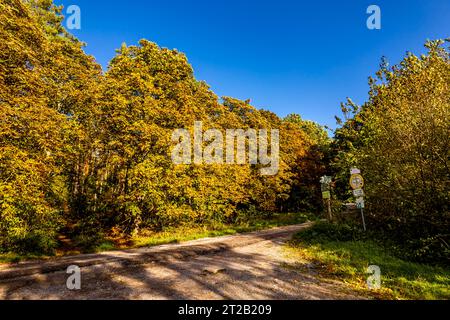 Randonnée automnale dans le parc naturel Hohe Schrecke à Kyffhäuser - Thuringe - Allemagne Banque D'Images