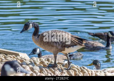 Grovelands Park, Londres, Royaume-Uni - 8 septembre 2014 : Canada Goose debout sur la rive du lac Grovelands Park. Banque D'Images