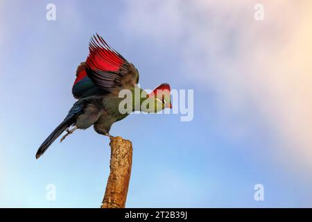 Fischers Turaco, Tauraco fischeri, se prépare à décoller d'une branche d'arbre morte. Un oiseau coloré avec des ailes bleu foncé irisées et rouges et des cres rouges Banque D'Images