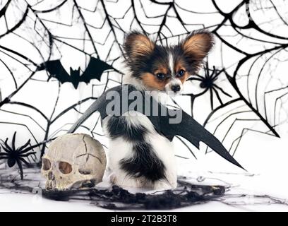 Chiot papillon dog in front of white background Banque D'Images