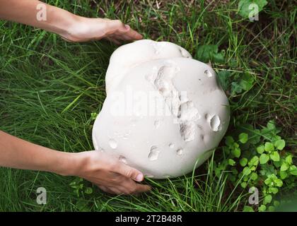 Nature géant champignon de boule de neige dans les mains de fille sur une prairie. Énormes champignons comestibles et médicinaux. Concept de récolte. (Calvatia gigantea) Banque D'Images