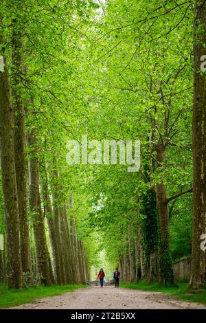 Deux personnes marchent le long d'un sentier bordé d'arbres sur le domaine de Versaille. Banque D'Images